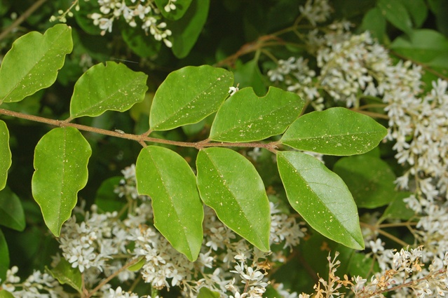 Un arbusto fiorito - Ligustrum sp.